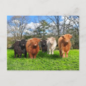 Carte postale "Les Woolies" (Devant)