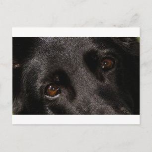 Carte Postale les yeux de berger allemands noirs