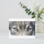 Carte Postale Les yeux d'Odin (Debout devant)