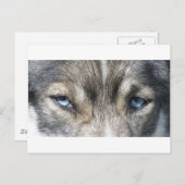 Carte Postale Les yeux d'Odin (Devant / Derrière)