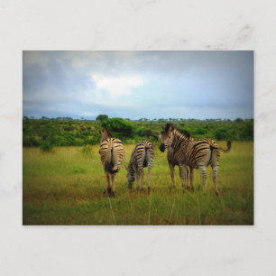 Carte Postale Les zèbres africains dans un cadre naturel