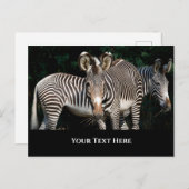Carte Postale Les zèbres de Grevy (Devant / Derrière)