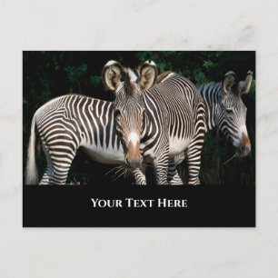 Carte Postale Les zèbres de Grevy