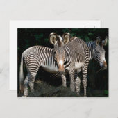 Carte Postale Les zèbres de Grevy (Devant / Derrière)
