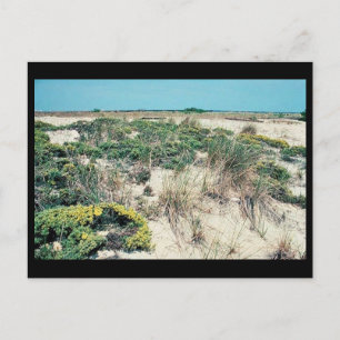 Carte Postale Les zones humides. Delaware Bay Cape Henlopen