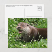 Carte Postale L'Esprit Joueur de la Otter Eurasienne (Devant / Derrière)