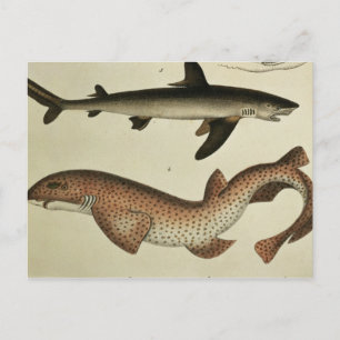 Carte Postale Lesser Spotted Dogfish