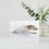 Carte Postale Lester Labrador traversant la neige profonde (Debout devant)