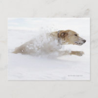 Lester Labrador traversant la neige profonde