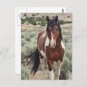 Carte Postale L'étalon (Devant / Derrière)