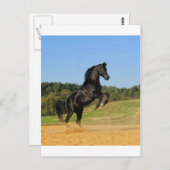 Carte Postale L'étalon noir (Devant / Derrière)