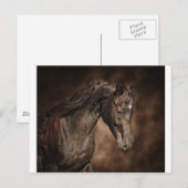 Carte Postale L'étalon solitaire (Devant / Derrière)