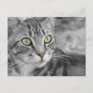 Carte Postale L'état des merveilles