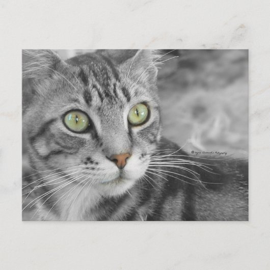 Carte Postale L'état des merveilles (Devant)