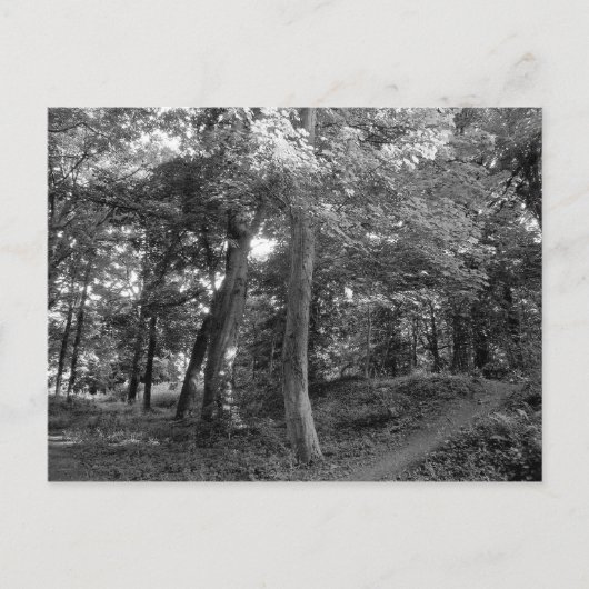 Carte Postale L'été dans les bois (Devant)