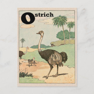 Carte Postale LETTRE ALLETTE D'Ostrich