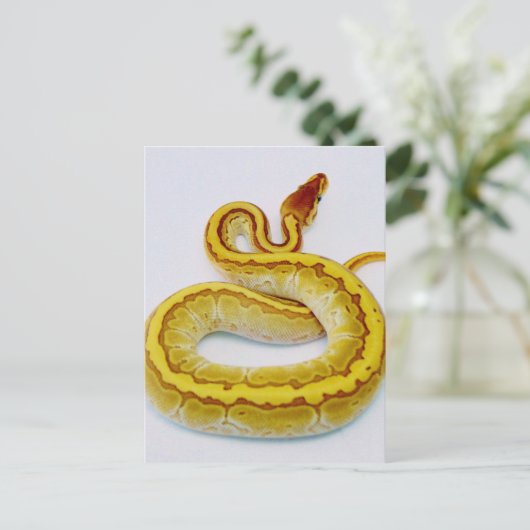 Carte Postale LETTRE "S" Yellow Ball Python (Debout devant)