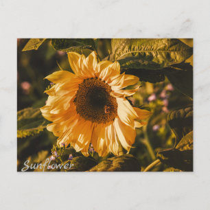 Carte postale lettre Tournesol Communication Courr