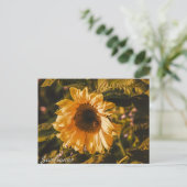 Carte Postale Lettre tournesol Postcard Communication Mail (Debout devant)