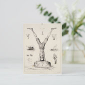 Carte Postale Lettre Y d'un alphabet (Debout devant)