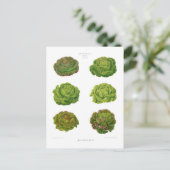Carte Postale Lettuces (Debout devant)