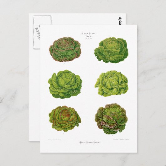 Carte Postale Lettuces (Devant / Derrière)