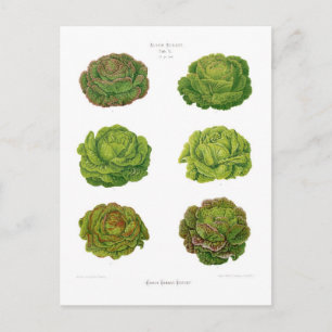 Carte Postale Lettuces
