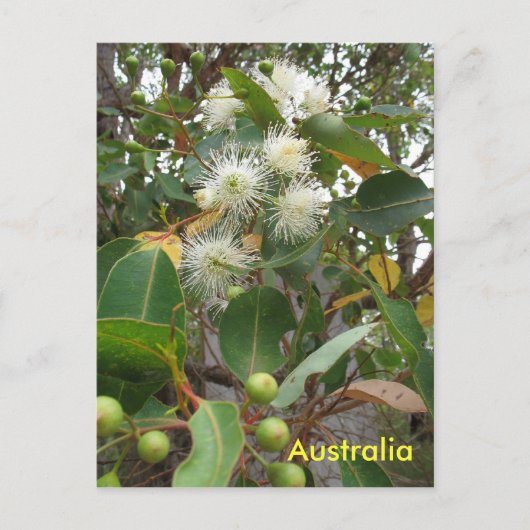 Carte Postale L'eucalyptus australien en fleur (Devant)
