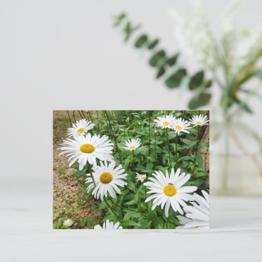 Carte Postale Leucanthemum Blooms (Debout devant)