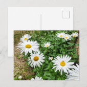 Carte Postale Leucanthemum Blooms (Devant / Derrière)