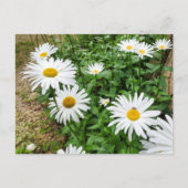 Carte Postale Leucanthemum Blooms (Devant)