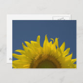 Carte Postale Levée de tournesol (Devant / Derrière)