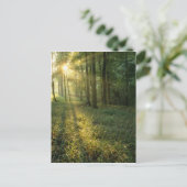 Carte Postale Lever de soleil à travers la forêt de chênes et de (Debout devant)