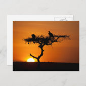 Carte Postale Lever de soleil au Masai Mara, Kenya (Devant / Derrière)