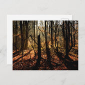 Carte Postale Lever de soleil dans la forêt d'hiver, arbres et o (Devant / Derrière)