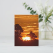 Carte Postale Lever De Soleil En Louisiane (Debout devant)