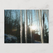Carte Postale Lever du soleil à travers Icicles hiver Photograph (Devant)