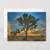 Carte Postale Lever Du Soleil Au Parc National De Joshua Tree (Devant / Derrière)