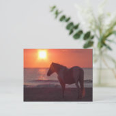 Carte Postale Lever du soleil du cheval (Debout devant)