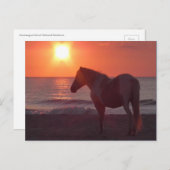 Carte Postale Lever du soleil du cheval (Devant / Derrière)