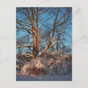 Carte Postale Lever du soleil, Neige et Sycamore