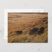 Carte Postale Lever du soleil sur le bison (Devant / Derrière)