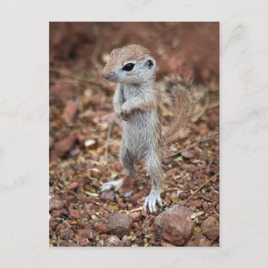 Carte Postale Levez-vous et soyez averti-Customisez-le ! (Devant)