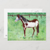 Carte Postale Levi Paint Horse (Devant / Derrière)