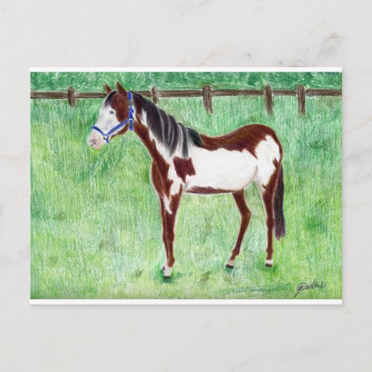 Carte Postale Levi Paint Horse (Devant)
