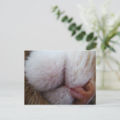 Carte Postale Lèvres et nez de Kitty Extrême Gros plan (Debout devant)