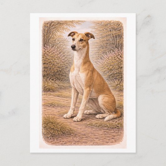 Carte Postale Lévrier Greyhound de style vintage (Devant)