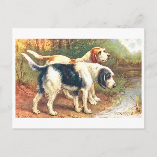 Carte Postale Lévriers des loutres vintage (Devant)