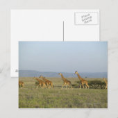 Carte Postale Lewa Wildlife Conservancy, Kenya (Devant / Derrière)