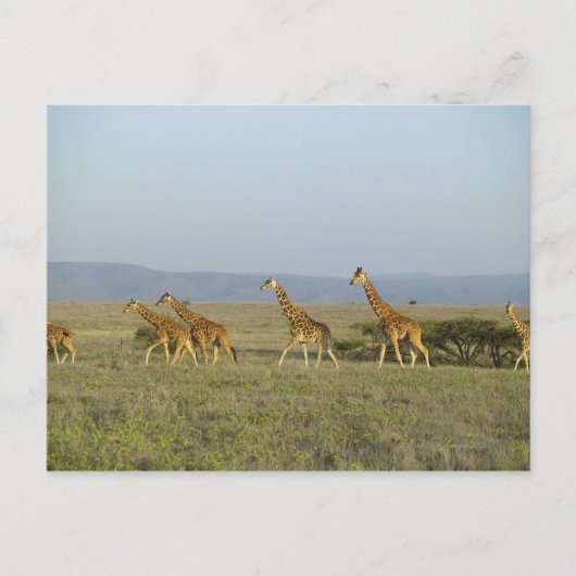 Carte Postale Lewa Wildlife Conservancy, Kenya (Devant)